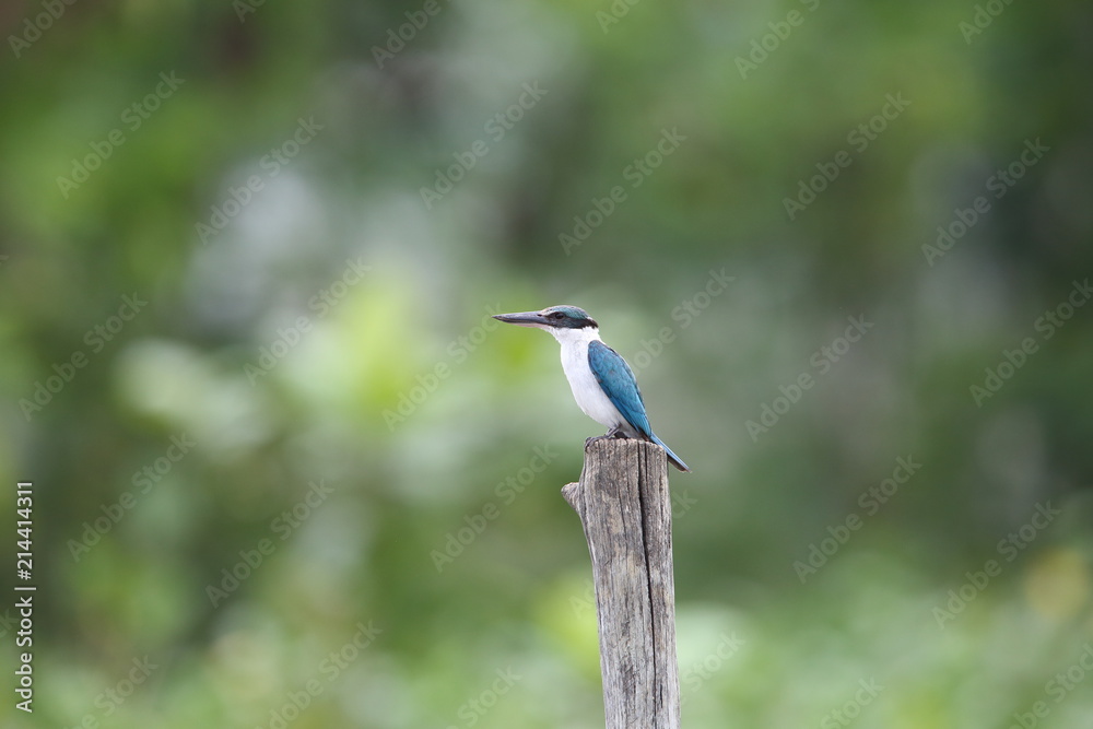 Fototapeta premium Collared Kingfisher (Todiramphus chloris) in Sabah, Borneo, Malaysia