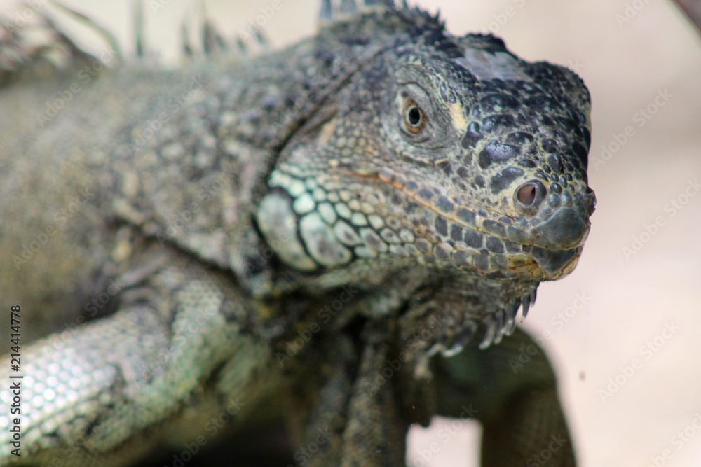 Obraz premium Iguana