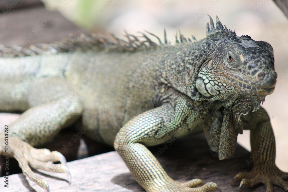 Obraz premium Iguana 