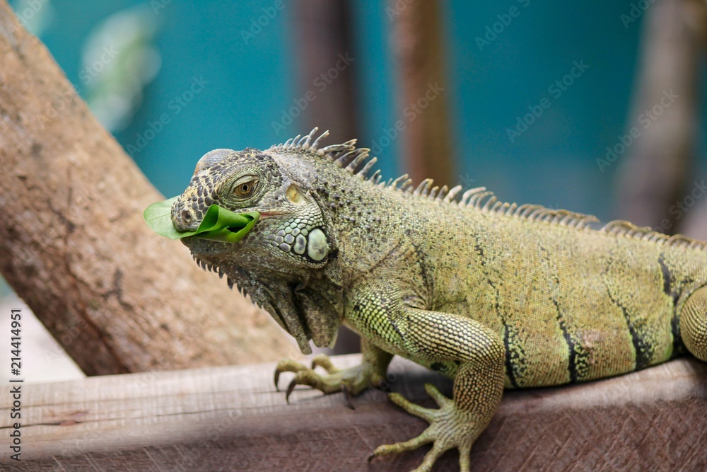 Obraz premium Iguana Eating 