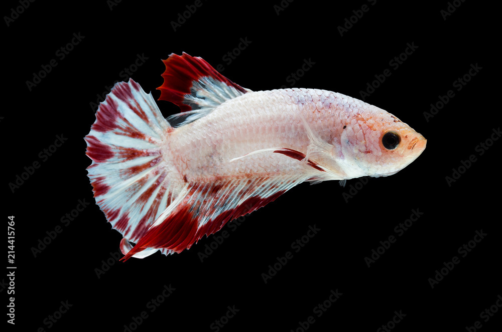 Obraz premium Moving moment of siamese fighting fish, Betta splendens (Plakat Thai) is a popular species of freshwater aquarium fish isolated on black background.
