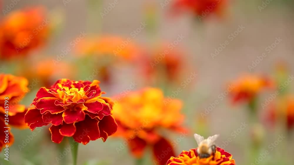 Bee searching for food in field of marigold flowers Bee searching for food in field of marigold flowers