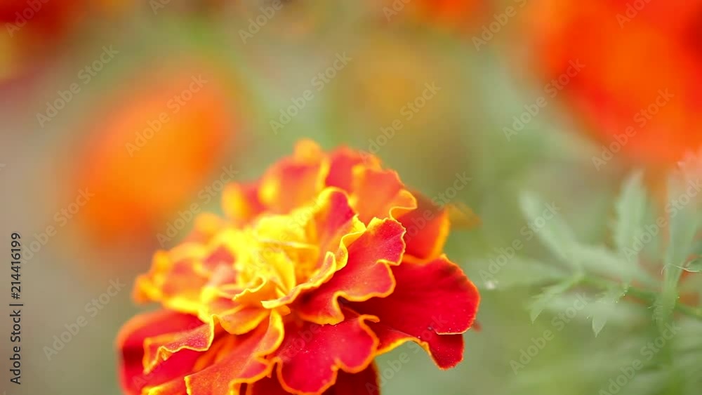 Marigold flower field with a bee searching for nectar Marigold flower field with a bee searching for nectar
