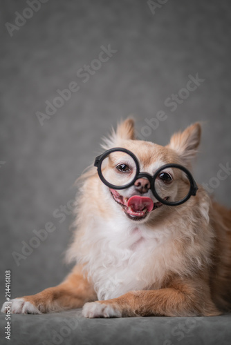 cute brown chihuahua wear black round glasses with grey leather background © whyframeshot