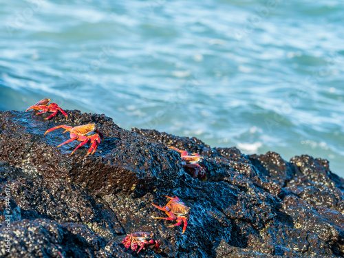 Sally Lightfoot Crabs at Bacchus Beach, Isabella Island, Galapagos Islands, Ecuador