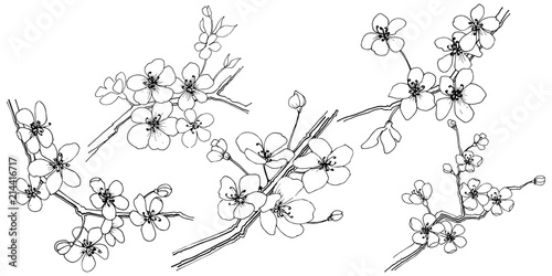 Sakura in a vector style isolated. Full name of the plant: sakura. Vector flower for background, texture, wrapper pattern, frame or border.