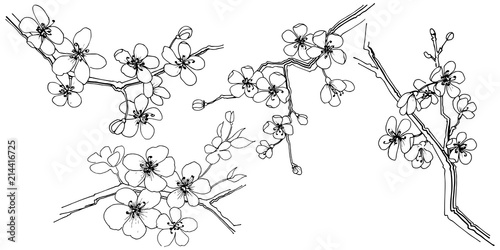 Sakura in a vector style isolated. Full name of the plant: sakura. Vector flower for background, texture, wrapper pattern, frame or border.