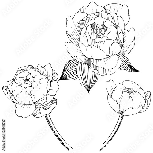 Peony flower in a vector style isolated. Vector flower for background, texture, wrapper pattern, frame or border.