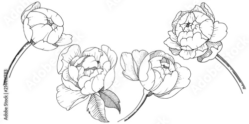 Peony flower in a vector style isolated. Vector flower for background, texture, wrapper pattern, frame or border.