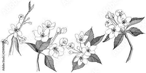 Apple tree in a vector style isolated. Full name of the plant: apple tree. Vector flower for background, texture, wrapper pattern, frame or border.