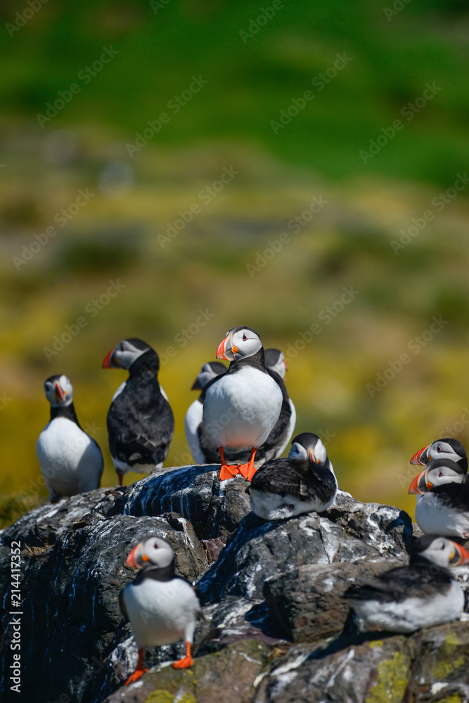 Fototapeta premium Colorful Atlantic Puffin or Comon Puffin Fratercula Arctica in Northumberland England on bright Spring day