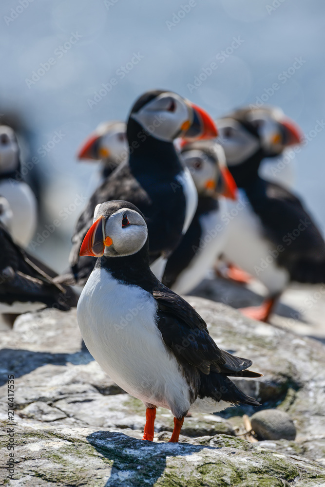 Fototapeta premium Colorful Atlantic Puffin or Comon Puffin Fratercula Arctica in Northumberland England on bright Spring day