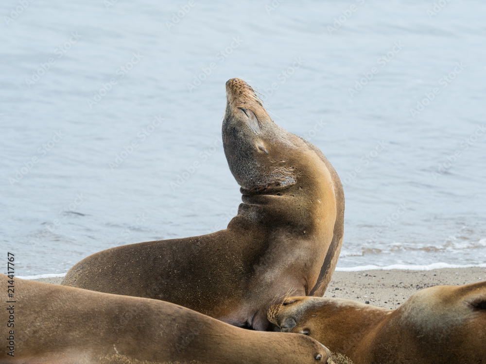 Obraz premium Sea Lions on Floreana Island, Galapagos, Ecuador