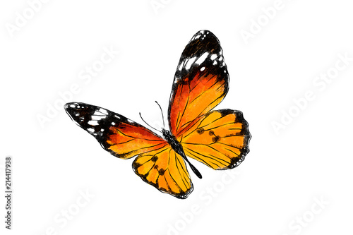 Beautiful monarch butterfly isolated on white background. Realistic hand drawing illustration. Insect collection.