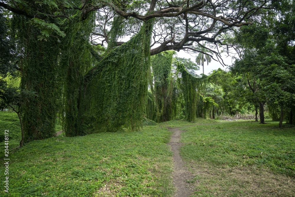 Nature of the Havana forest park. Havana, Cuba. Nature of the Havana forest park. Havana, Cuba.