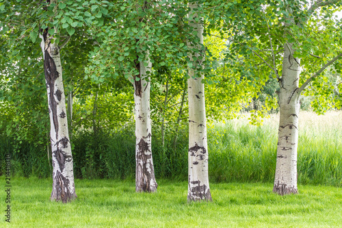 four aspen trees near wild grasses and lush greenery in Montana photo