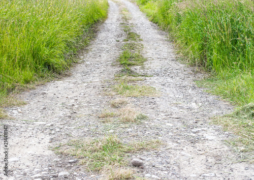 empty, lonely dirt road running through a field of lush green wild grasses and vegetation