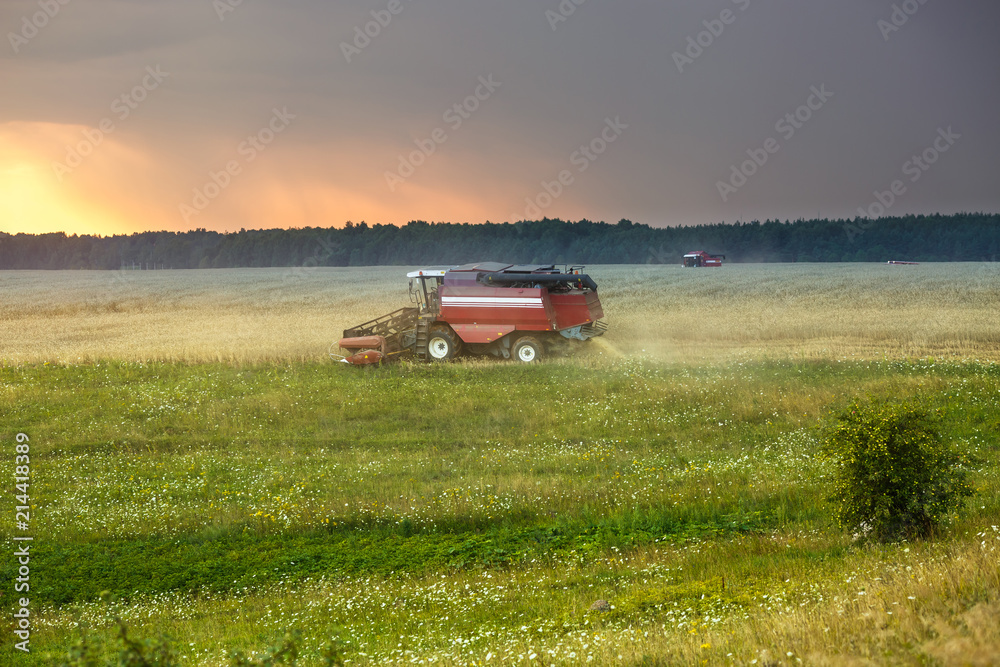 modern heavy harvester removes the ripe wheat bread in field before the storm. Seasonal agricultural work modern heavy harvester removes the ripe wheat bread in field before the storm. Seasonal agricultural work