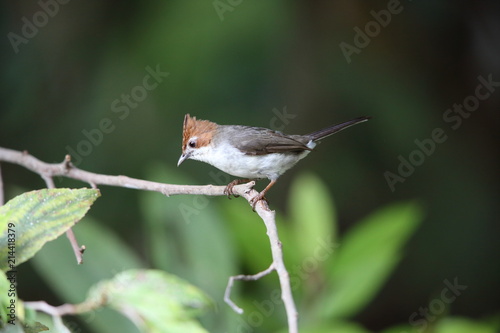 Chestnut-crested Yuhina (Yuhina everetti) in Borneo, Malaysia
 photo