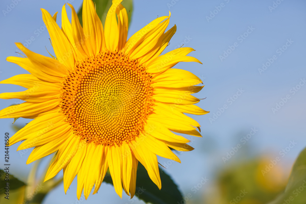 close up sunflower flutters in the wind in blue sky as background close up sunflower flutters in the wind in blue sky as background
