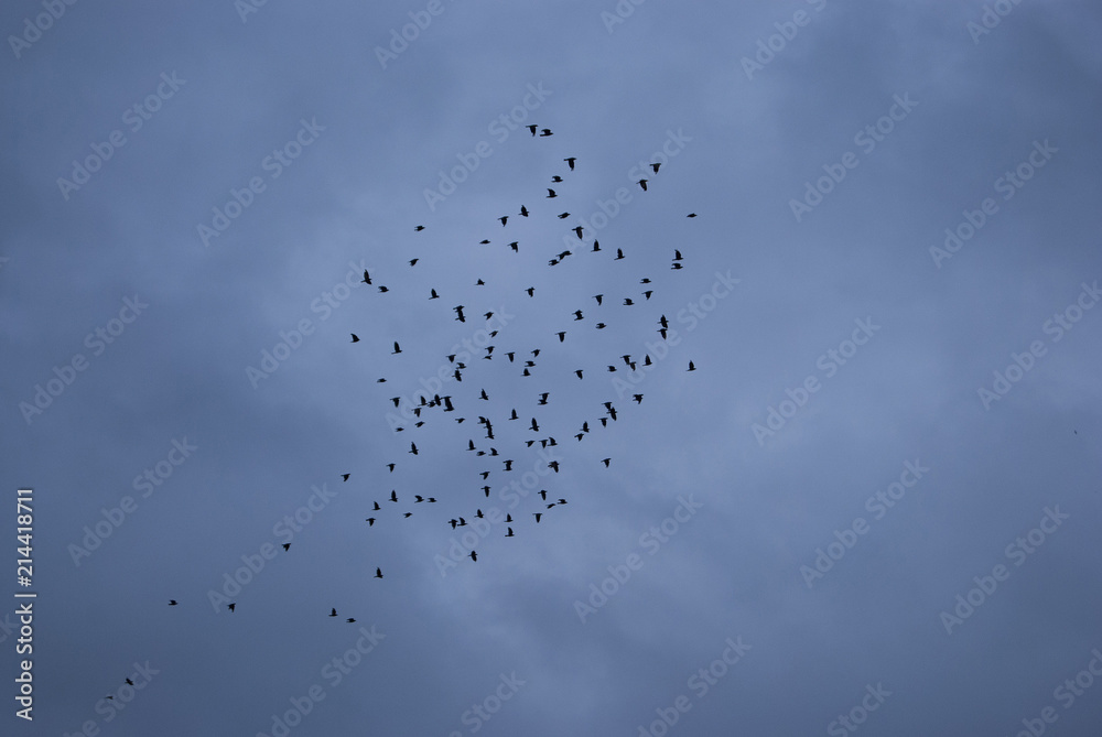 A large flock of crows in the background of a dramatic sky A large flock of crows in the background of a dramatic sky