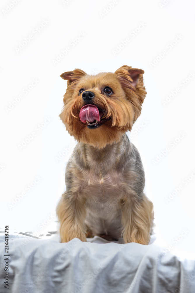 yorkshire terrier isolated on white background yorkshire terrier isolated on white background
