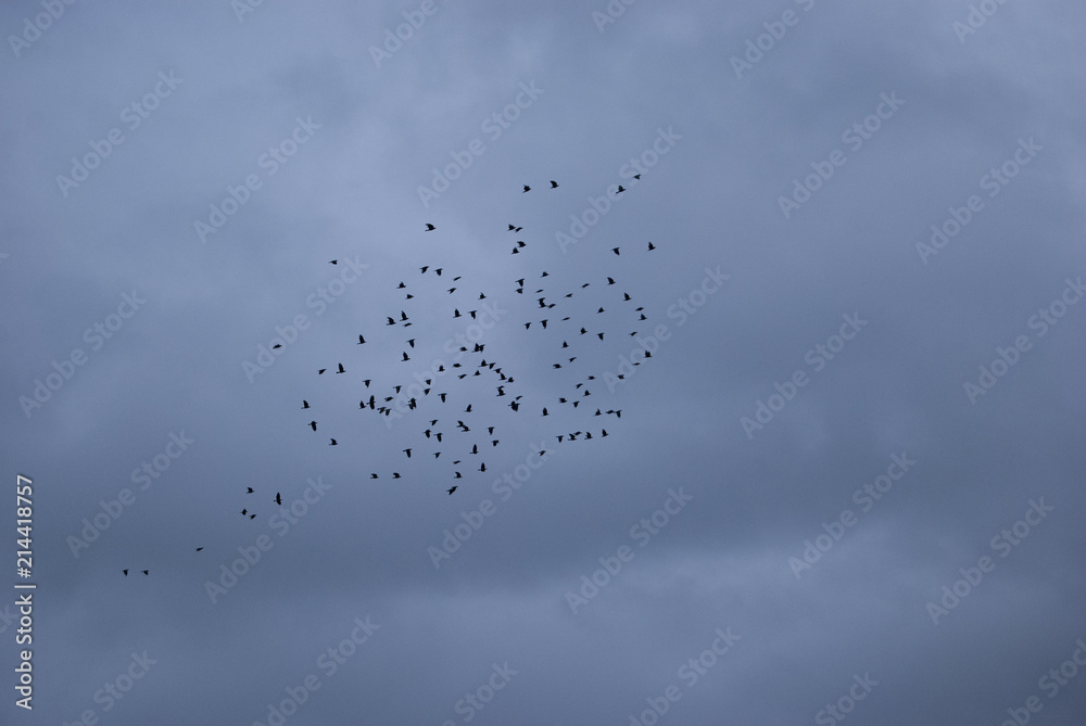 A large flock of crows in the background of a dramatic sky A large flock of crows in the background of a dramatic sky