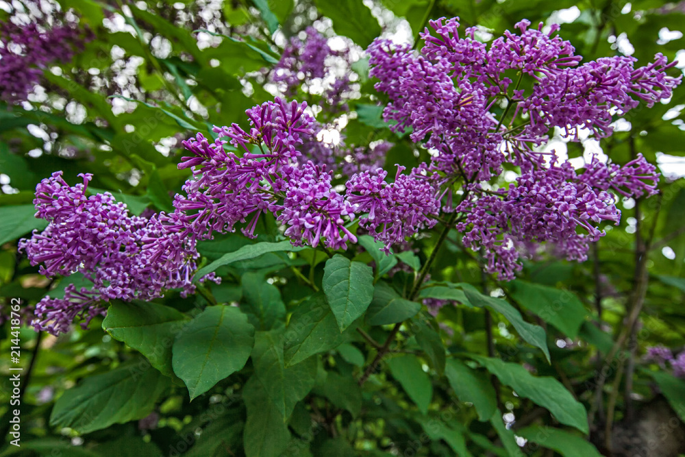 branches of blooming lilac on the background of green leaves branches of blooming lilac on the background of green leaves