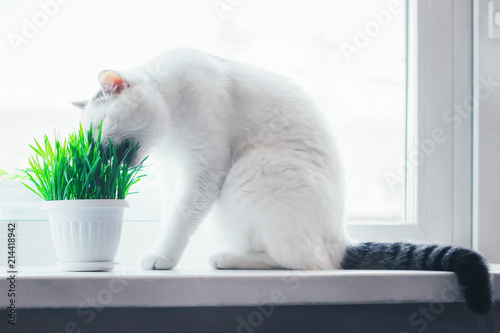 Wallpaper Mural White cat eating green grass in a pot on the window sill Torontodigital.ca