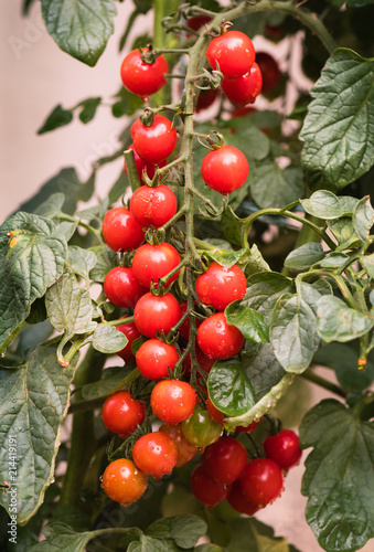 Growing cherry tomatoes