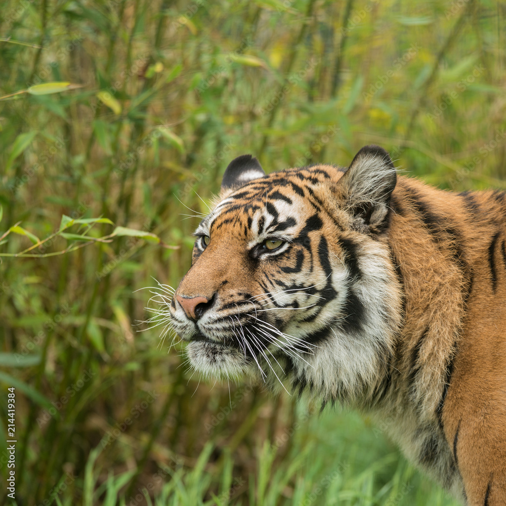 Obraz premium Beautiful portrait of tiger Panthera Tigris walking through long grass in vibrant landscape