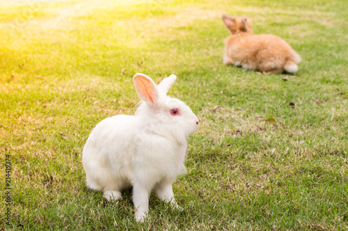 new zealand white rabbit sitting in the green grass