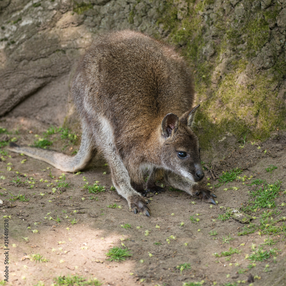 Naklejka premium Wallaby wildlife Diprotodontia Macropoidae in sunlgiht in woodland with yound joey in pouch