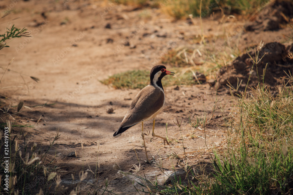 Bird Bird