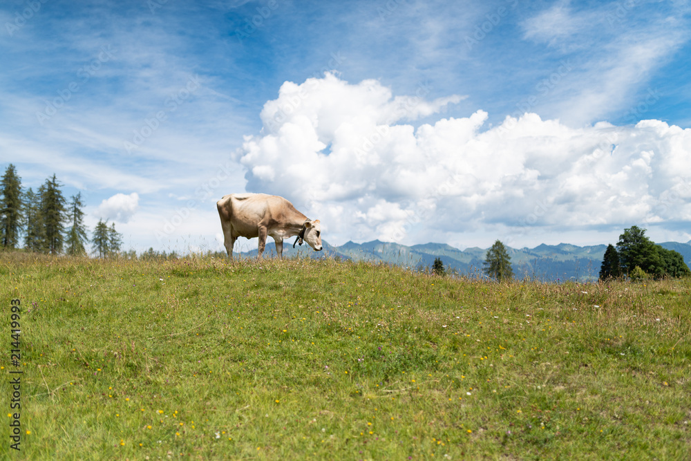 Fototapeta premium Almwiesen Kuh