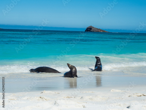 Sea lions on Gardner Bay Beach, Espanola Island