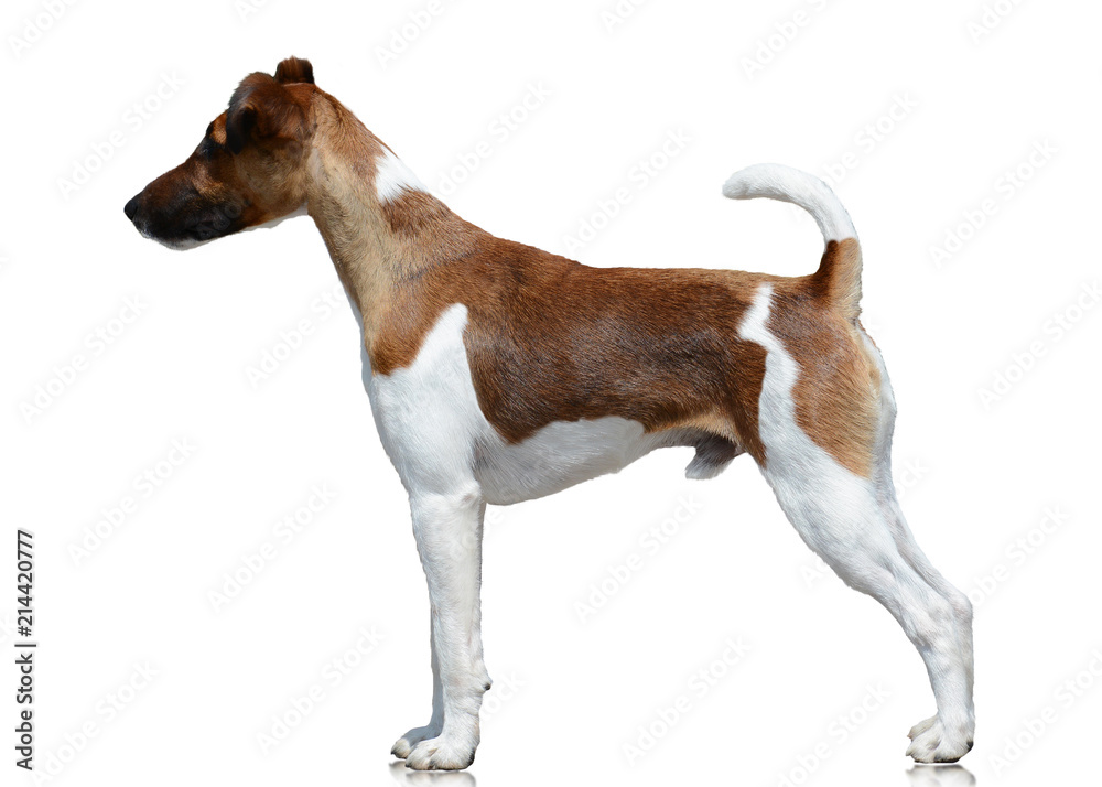 Smooth fox terrier stand isolated on white background