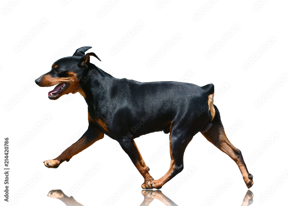 Miniature Pinscher goes isolated on white background