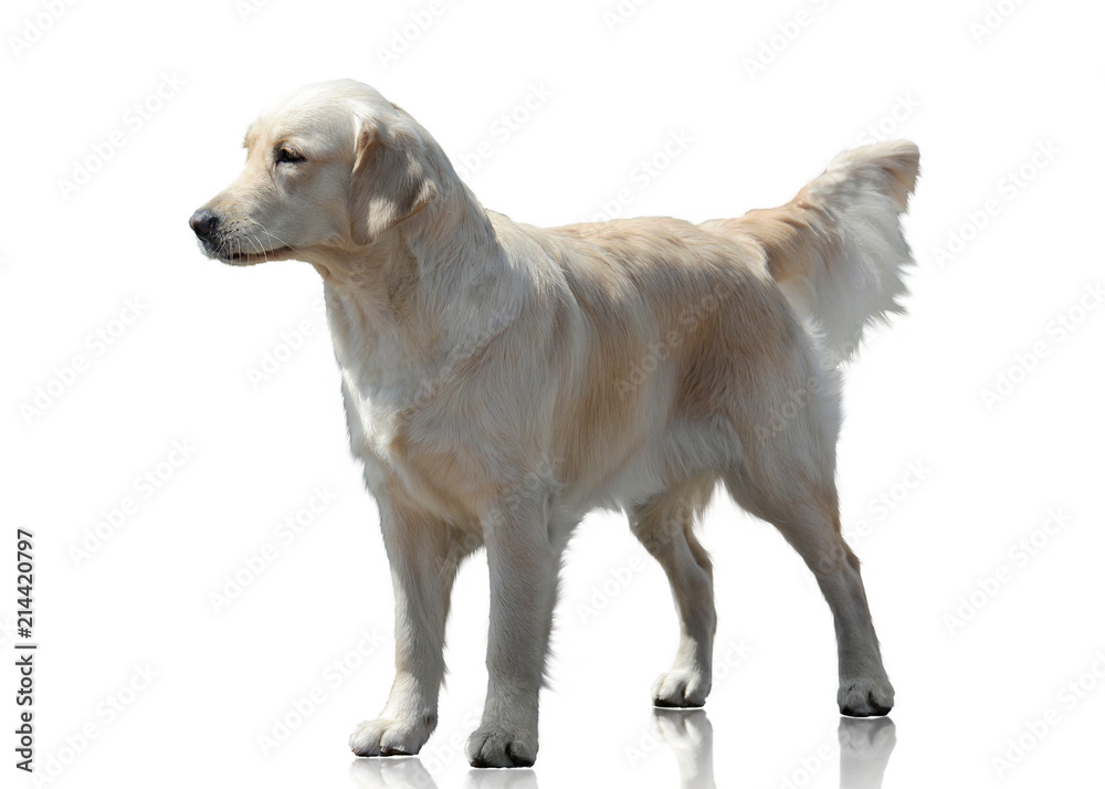 Labrador Retriever stand isolated on white background