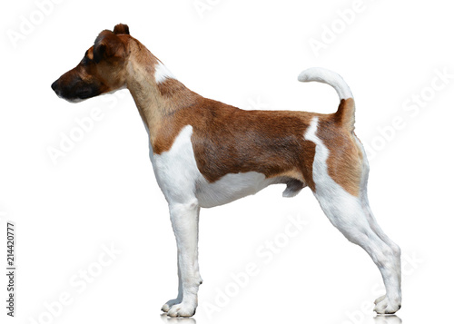 Obraz na płótnie Smooth fox terrier stand isolated on white background w salonie