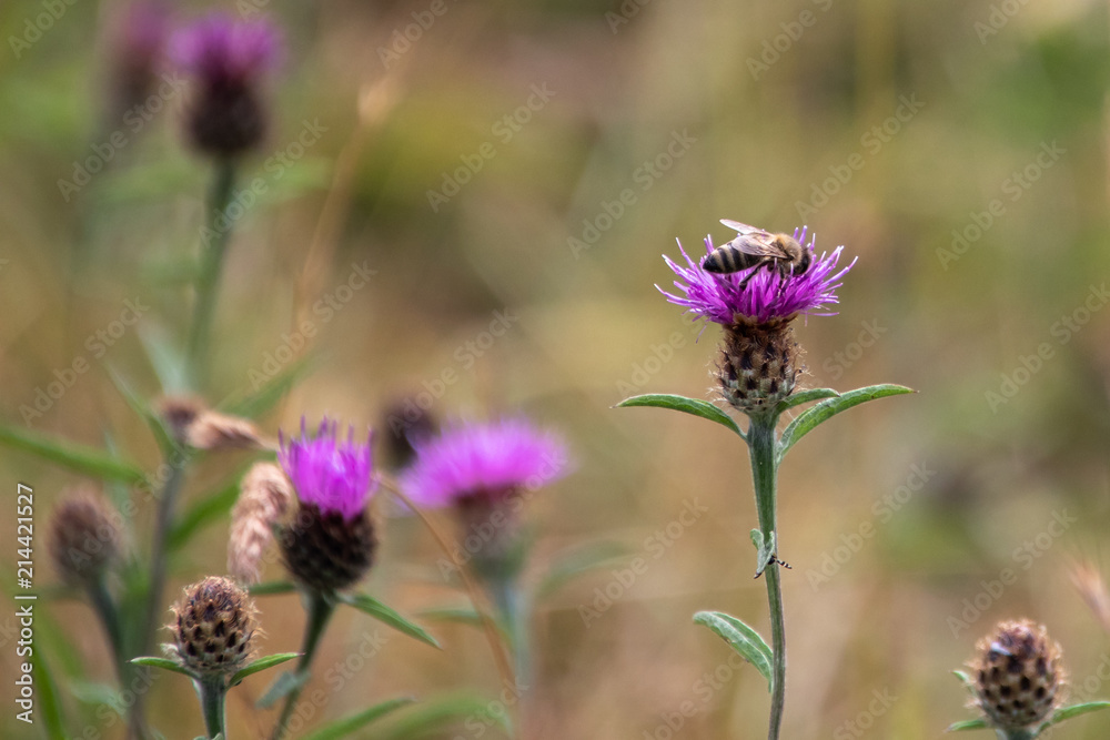 Western Honey Bee (Apis mellifera) gathering pollen from a Thistle Western Honey Bee (Apis mellifera) gathering pollen from a Thistle