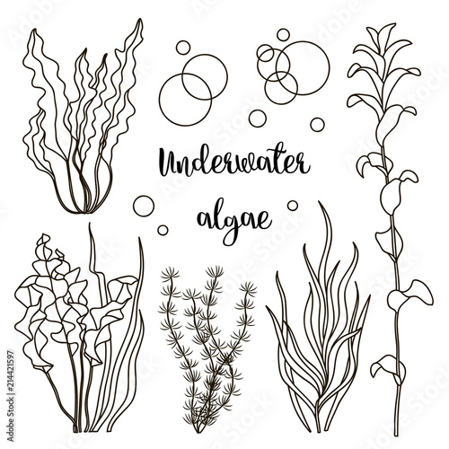 Set of underwater green sea seaweeds