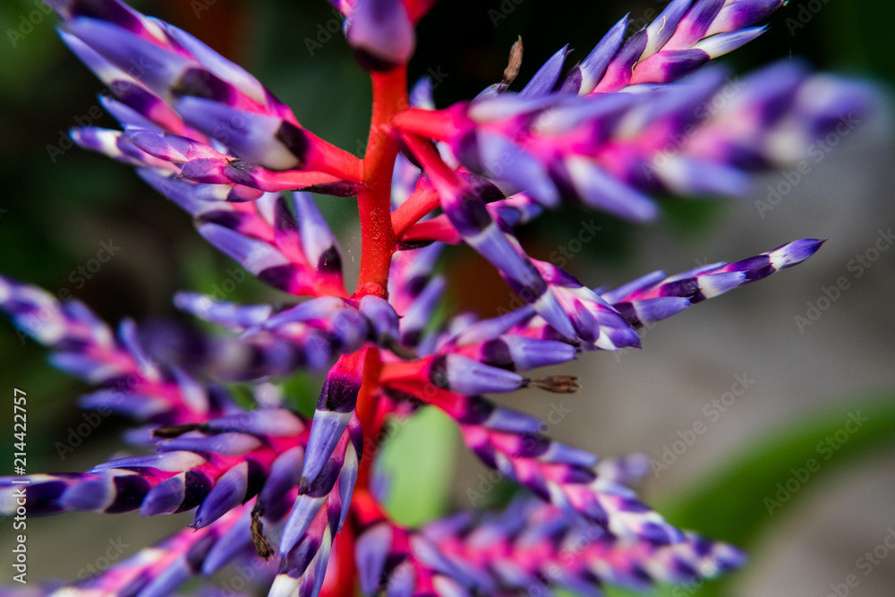 Obraz premium Aechmea 