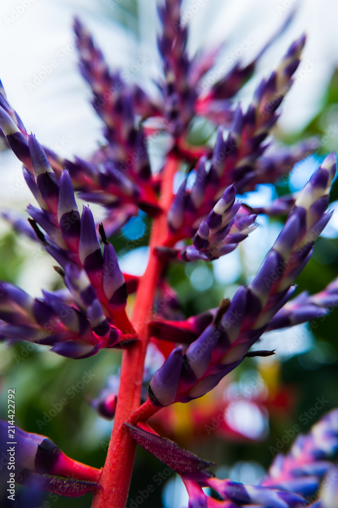 Aechmea "Blue Rain" or Aechmea "Blue Tango" flower is a species of  Bromeliad with prolific bloom from Florida. Stock Photo | Adobe Stock