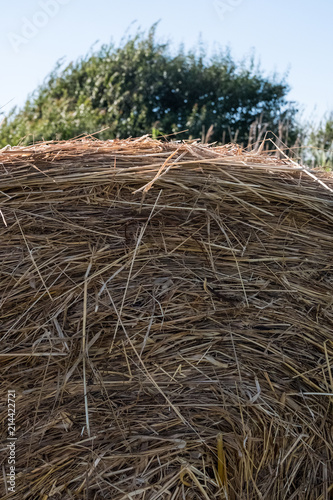 Detail of a hay straw bale with a tree and blue sky in the background. Vertical image. No people.