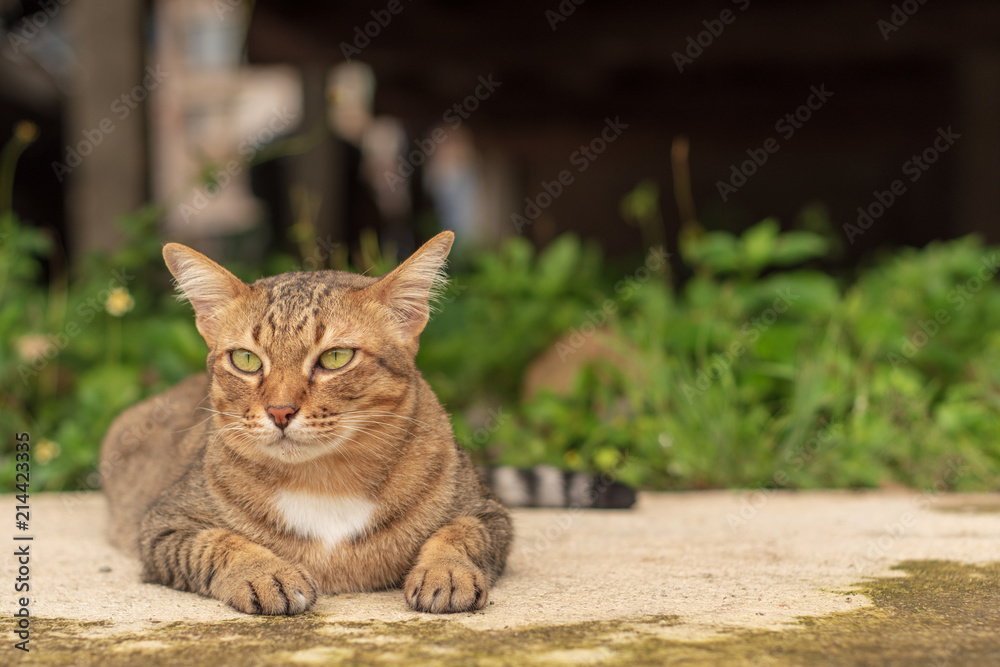 Thai Cat Pattern Relaxing in front of the house. Thai Cat Pattern Relaxing in front of the house.