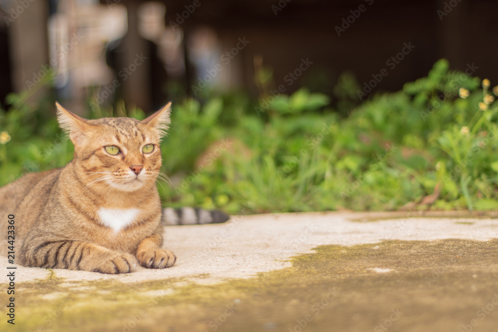 Thai Cat Pattern Relaxing in front of the house. Thai Cat Pattern Relaxing in front of the house.