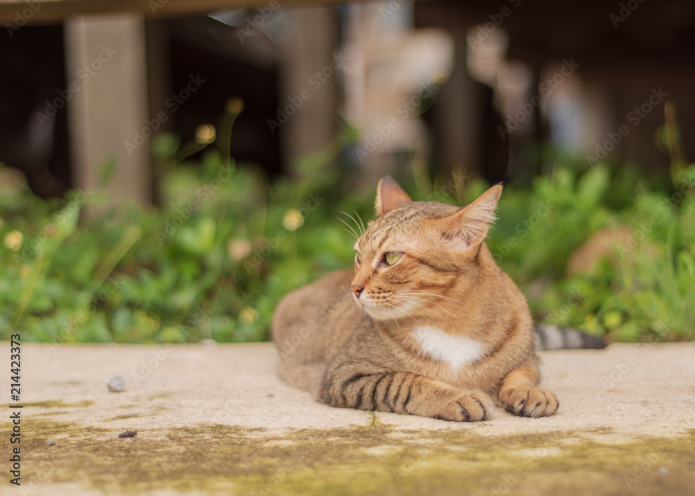 Thai Cat Pattern Relaxing in front of the house.