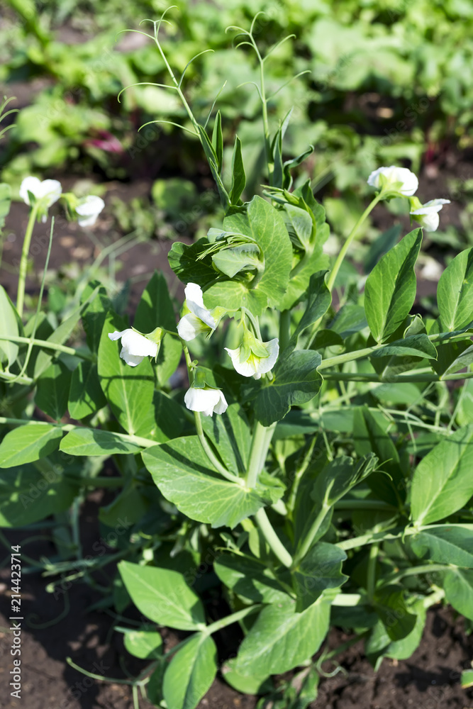 Young shoots and flowers in a field of peas. Young shoots and flowers in a field of peas.