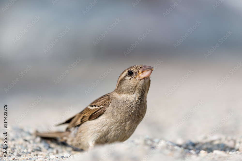 Passero domestico in spiaggia (Passer domesticus) Passero domestico in spiaggia (Passer domesticus)